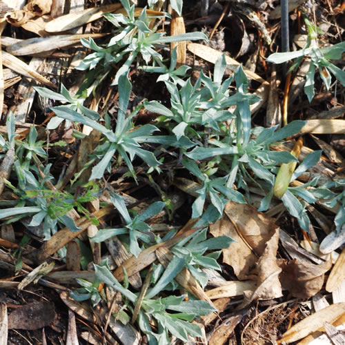 Antennaria dioica rosea
